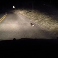 Comme un lapin pris dans les phares d'une voiture.