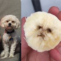 Cette banane ressemble à mon chien