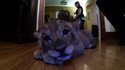 Un gros chaton