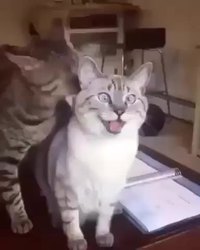 Il a l’air bien brave 