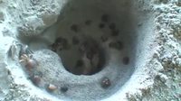 Attraction pour insecte