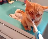 La brosse à dent électrique et un chat