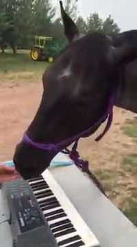 Solo de cheval au piano