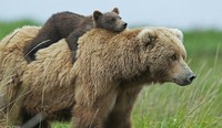 Maman ours et ourson