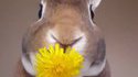 Un lapin mange une fleur