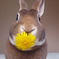 Un lapin mange une fleur