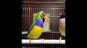 Quelqu'un sait traduire l'oiseau ?
