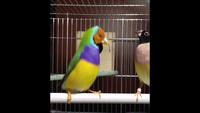 Quelqu'un sait traduire l'oiseau ?