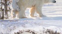 Maman ours polaire et ses petits