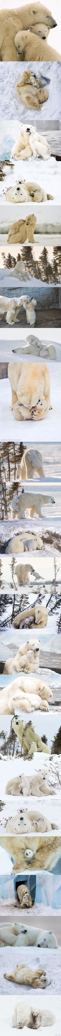 Maman ours polaire et ses petits