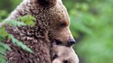 Maman ours grizzli et ses petits
