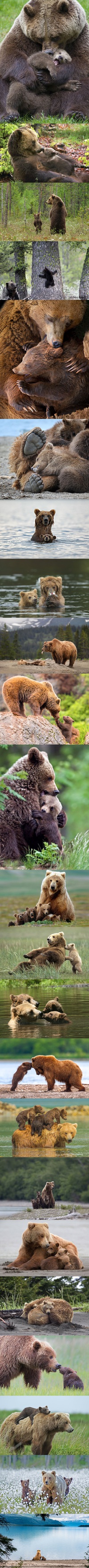 Maman ours grizzli et ses petits