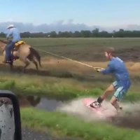 Surfer dans un fossé grâce à un cheval