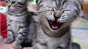 Chaton