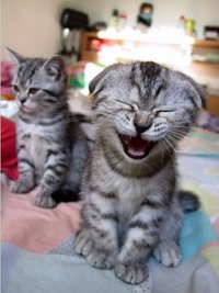 Chaton