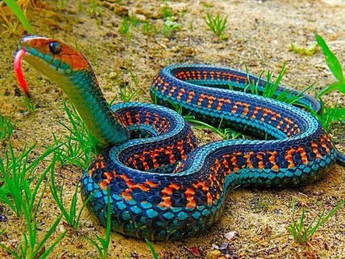 Le genre Thamnophis est un genre de serpents de la famille des Natricidae, très connu en Amérique du Nord. Ici, le California red-sided garter snake (ou Thamnophis sirtalis infernalis) est un serpent multicolore, de type couleuvre, mesurant une soixantaine de centimètres pour la femelle. Chez les Thamnophis, le mâle et la femelle ne se reconnaissent qu'à l'odeur. Il en est de même pour les autres animaux, ces serpents étant dépourvus d'une vue suffisamment élevée et de capteur de vibration de très haute capacité, ce qui les rend assez atypiques aux autres serpents. Pour autant, ils sont classés chez les prédateurs, notamment à cause des couleurs vives chez la plupart des espèces du genre Thamnophis qui le rendent peu attractifs et soupçonnés de danger.