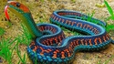 Thamnophis
