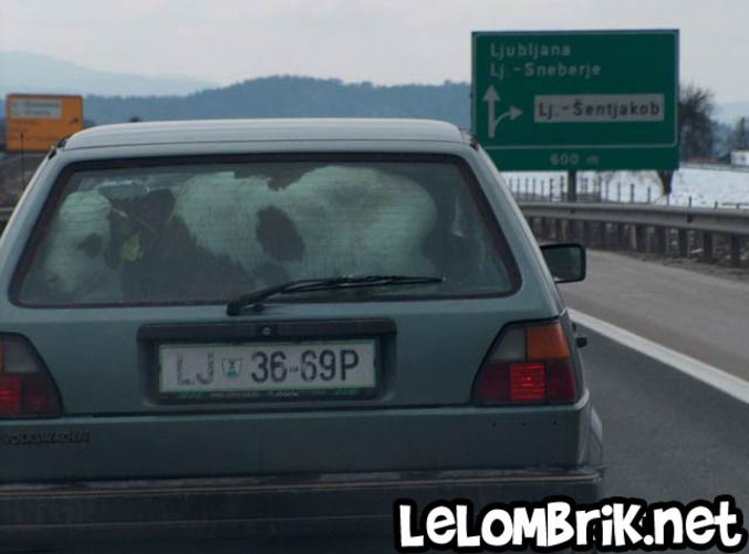 Un homme transporte un veau à l'arrière de sa voiture.