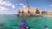 Des requins cherchent à faire basculer un kayak