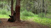 C'est le week-end pour les ours aussi