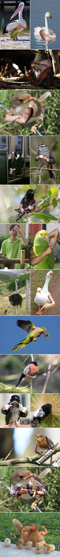 Personnification d'oiseaux
