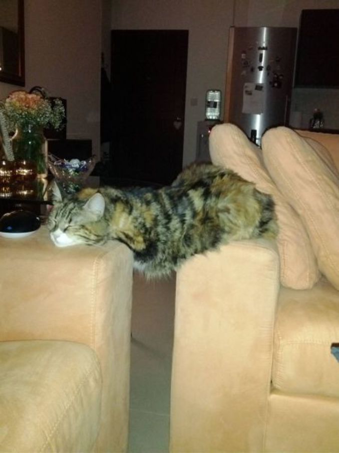 Un chat couché entre 2 fauteuils