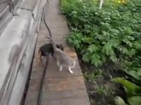 Comme chien et chat 12