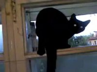 Chat-chien