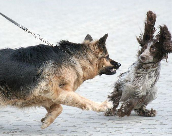 Un chien fait peur à un autre.