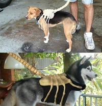 Dog-hugger 