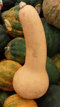 Les cucurbitacées