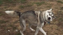 Chien chelou