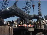 Requin baleine géant