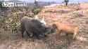 Hunting wild boar by dogs