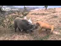 Hunting wild boar by dogs