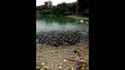 Fish feeding times in pond