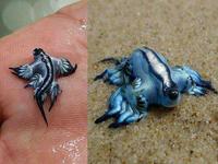 WTF ? Bestiole inconnue au bataillon !