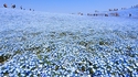 Mer de fleurs