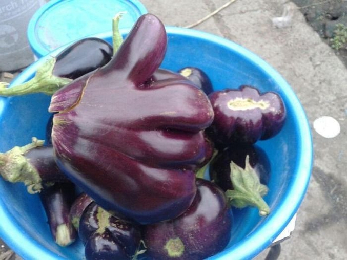 L'aubergine.
