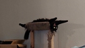 L'exorcisme de Minouche