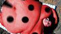 Coccinelle géante