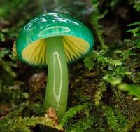 Je ne m’y connais pas en champignon mais