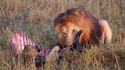 Au cœur de la savane