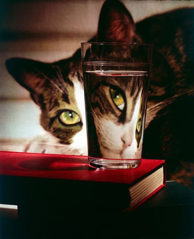Un chat regarde à travers un verre d'eau. Photo de 1963.

Nina Leen — The LIFE Picture Collection/Getty Images