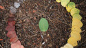 Life of a leaf