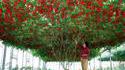 Plant de tomates