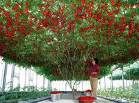 Plant de tomates