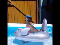 Un chien avec un chapeau sur un requin