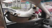 Hamac pour chat en voiture