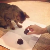 Jeu du bonneteau avec un chat